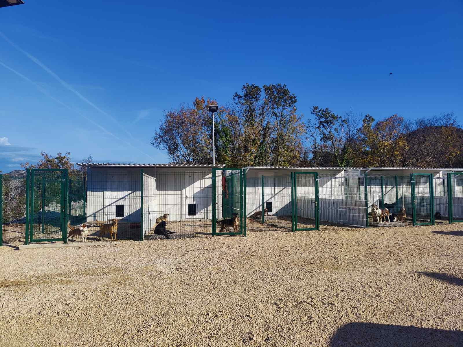 NE MOGU JEDNI „PRODUCIRATI” KUČKE, A MI IH ZBRINJAVATI