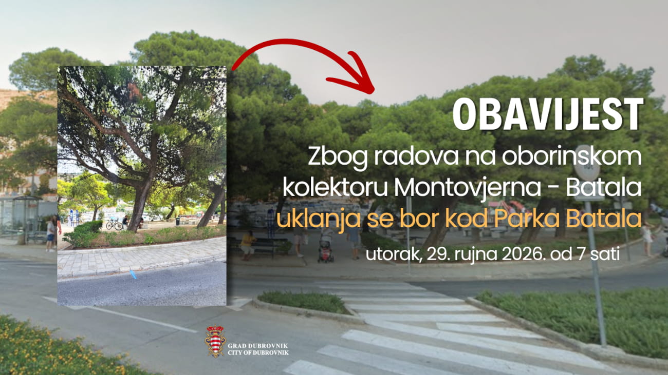 ZBOG IZGRADNJE OBORINSKOG KOLEKTORA MONTOVJERNA – BATALA UKLANJA SE BOR NA ULAZU U PARK BATALA