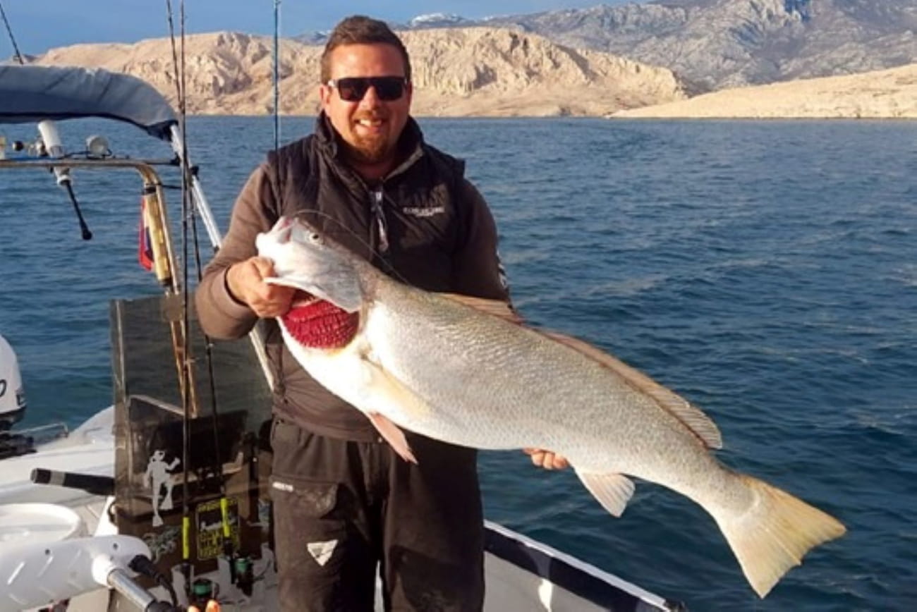 HAMA, POVRATNIK U JADRAN, MOŽE NARASTI I DO TEŽINE OD 100 KILOGRAMA