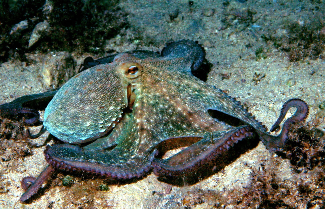 VARALICAMA ZA OLIGNJE U LOV NA HOBOTNICE