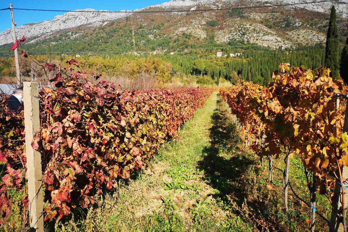 SKUP SUDIONIKA KOMASACIJE U KONAVLIMA