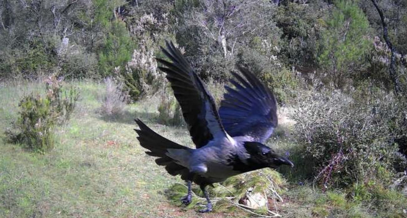 NP MLJET: RIJETKO IMAMO OVAKAV PORTRET