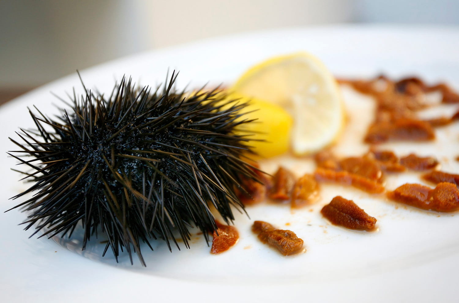 MORSKI JEŽ, OMRAŽEN KUPAČIMA, DELICIJA ZNALCIMA