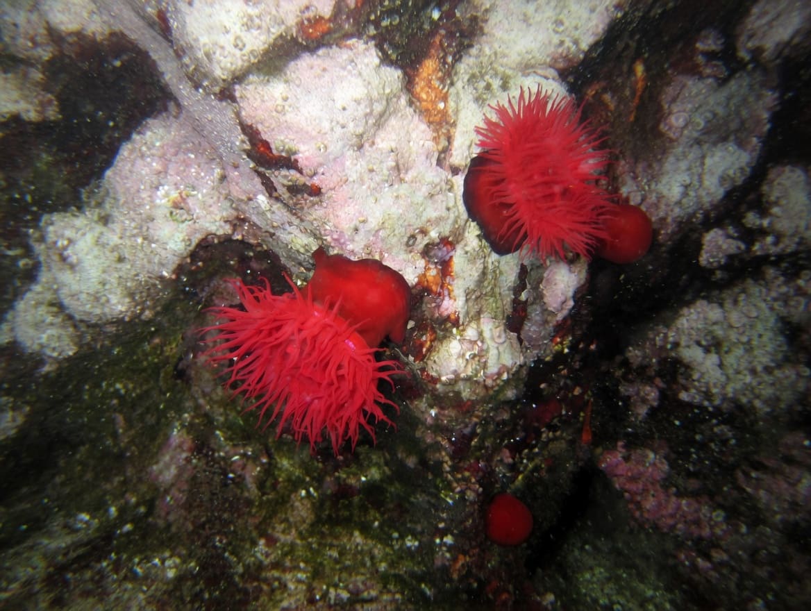 MORUZGVA JE ODLIČNA JEŠKA ZA JEDNU VRSTU CIJENJENE RIBE