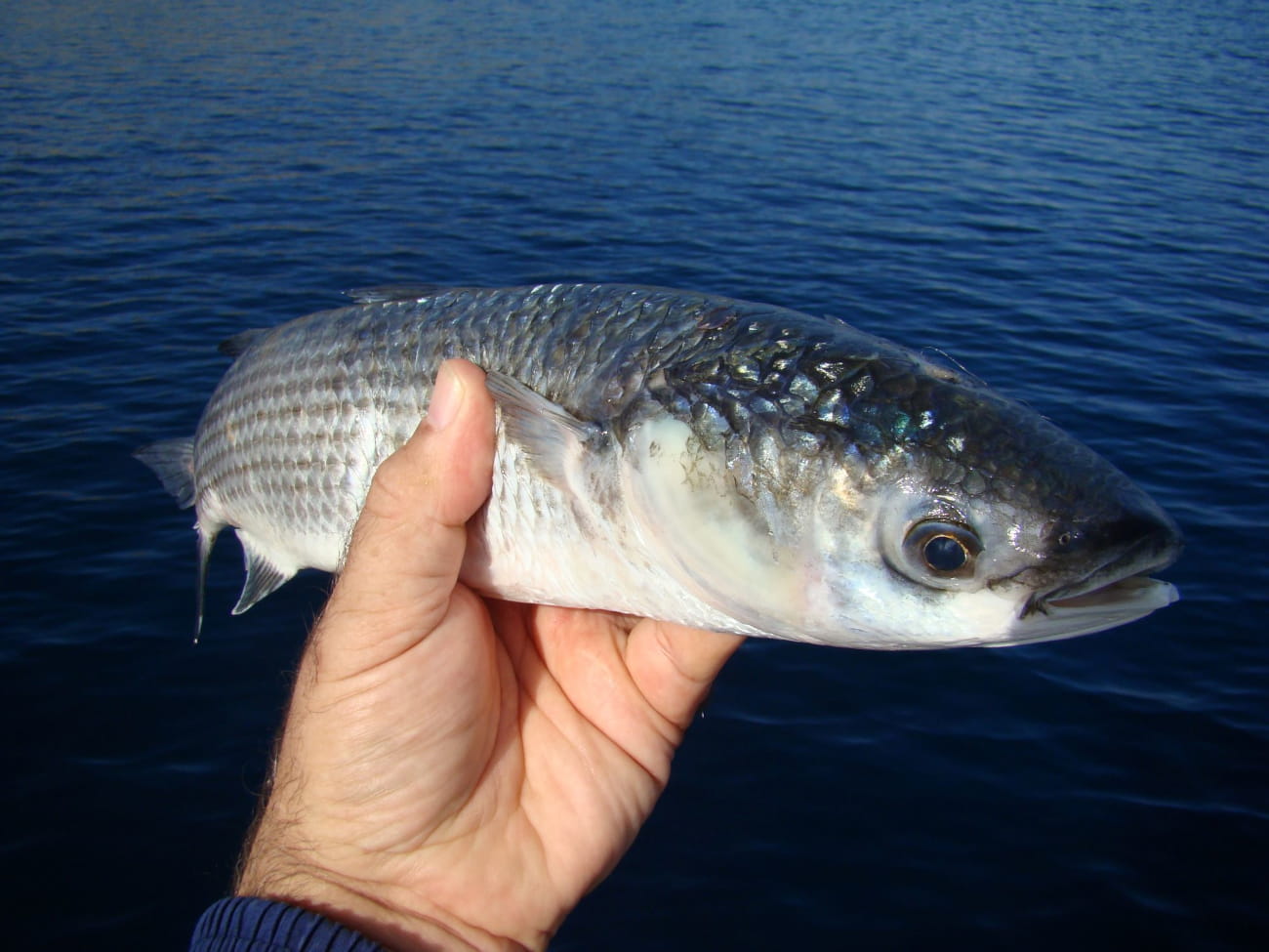 PREKO PRSTA CIPOLE JE NAJLAKŠE LOVITI NERETVANSKIM SIGNALIZATOROM