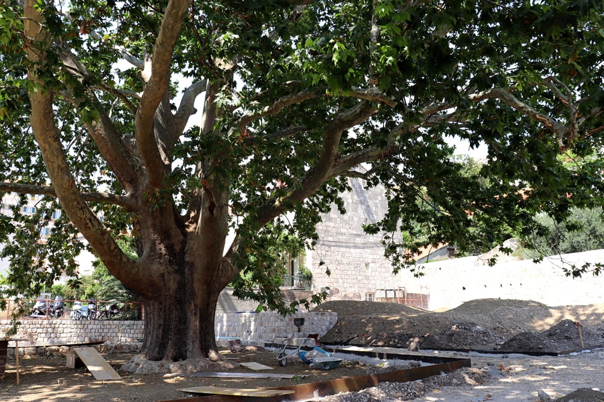 park platan pile 190826 2 TJEDNI