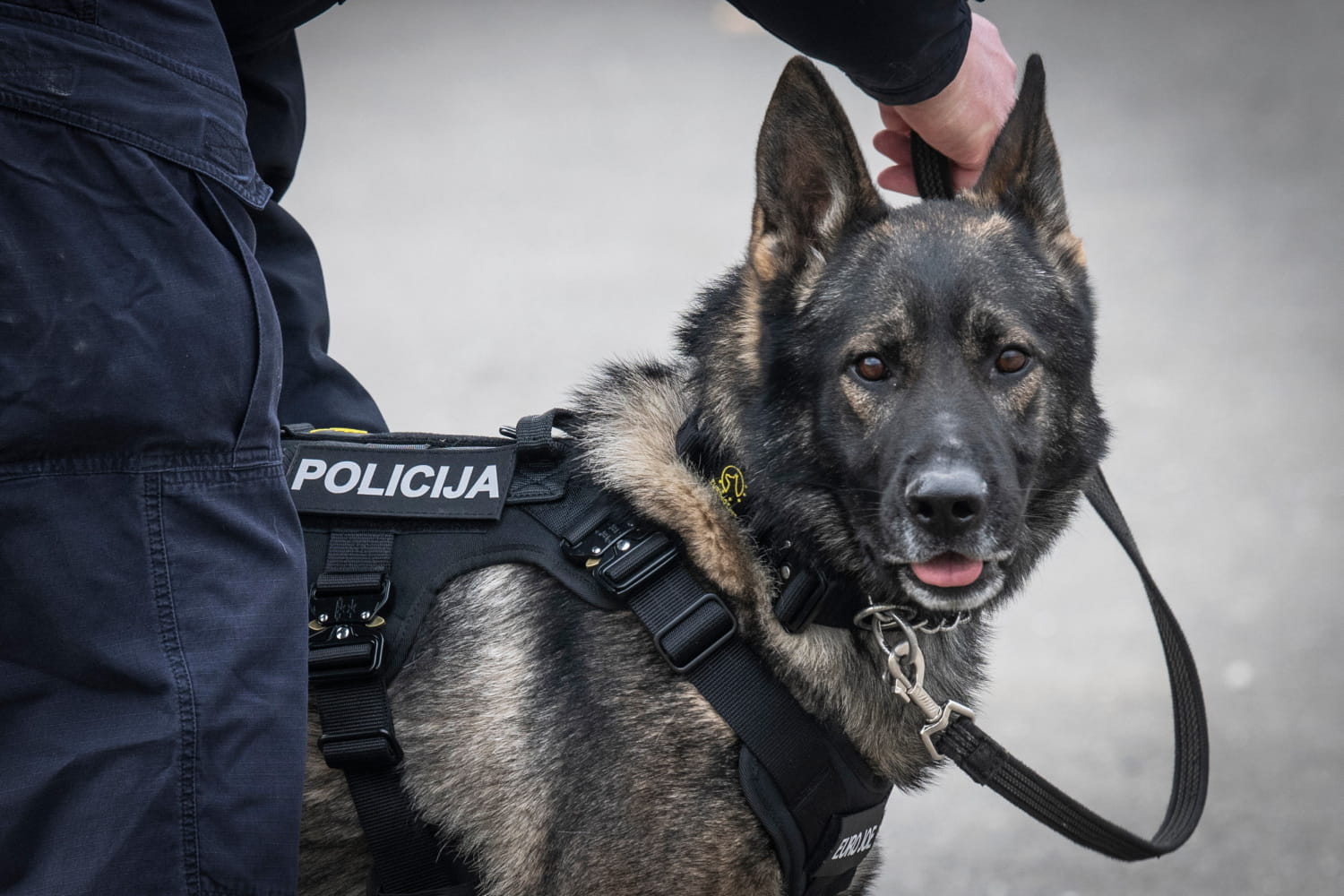 PONOVO DOJAVE O BOMBAMA U ŠKOLAMA U DUBROVAČKO - NERETVANSKOJ ŽUPANIJI