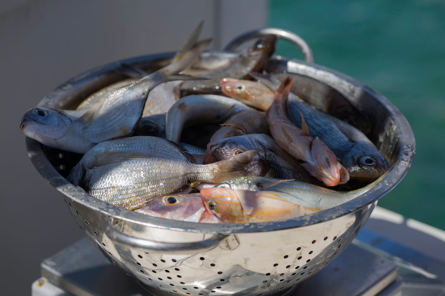KAKO POJAČATI OKUS MAMCA I PRIMAME, MOŽE I „VEGETOM”