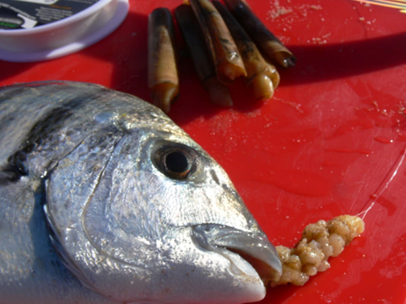 PRSTAVAC, MAMAC ZA PROLJETNI LOV OBORITE RIBE UZ OBALU