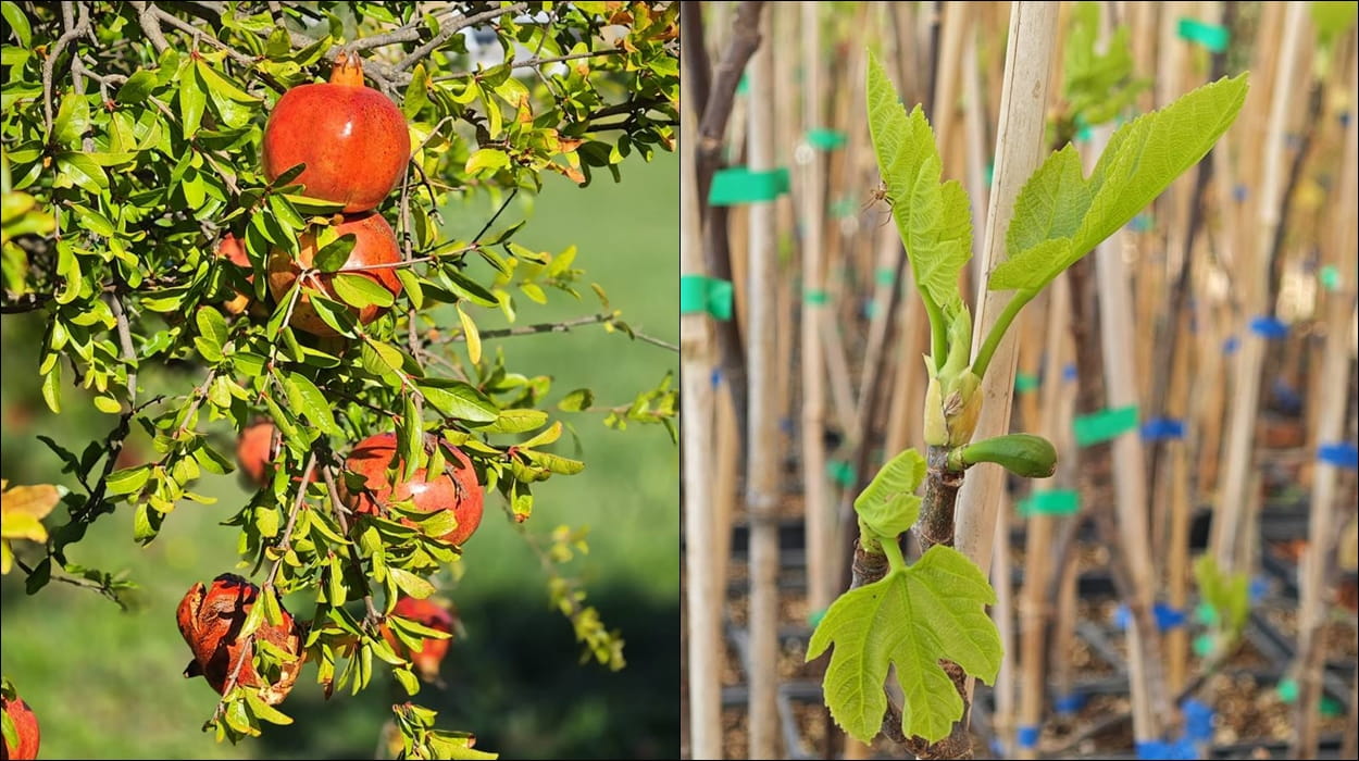 CVIJETO STIŽE NA PLACU NA GRUDI, DIJELIT ĆE SADNICE