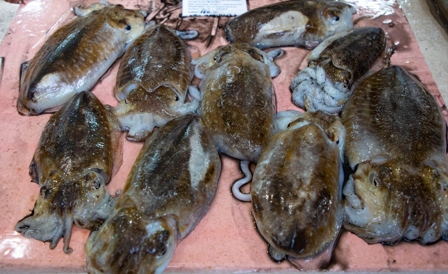 SIPINA KOST U MEDICINI