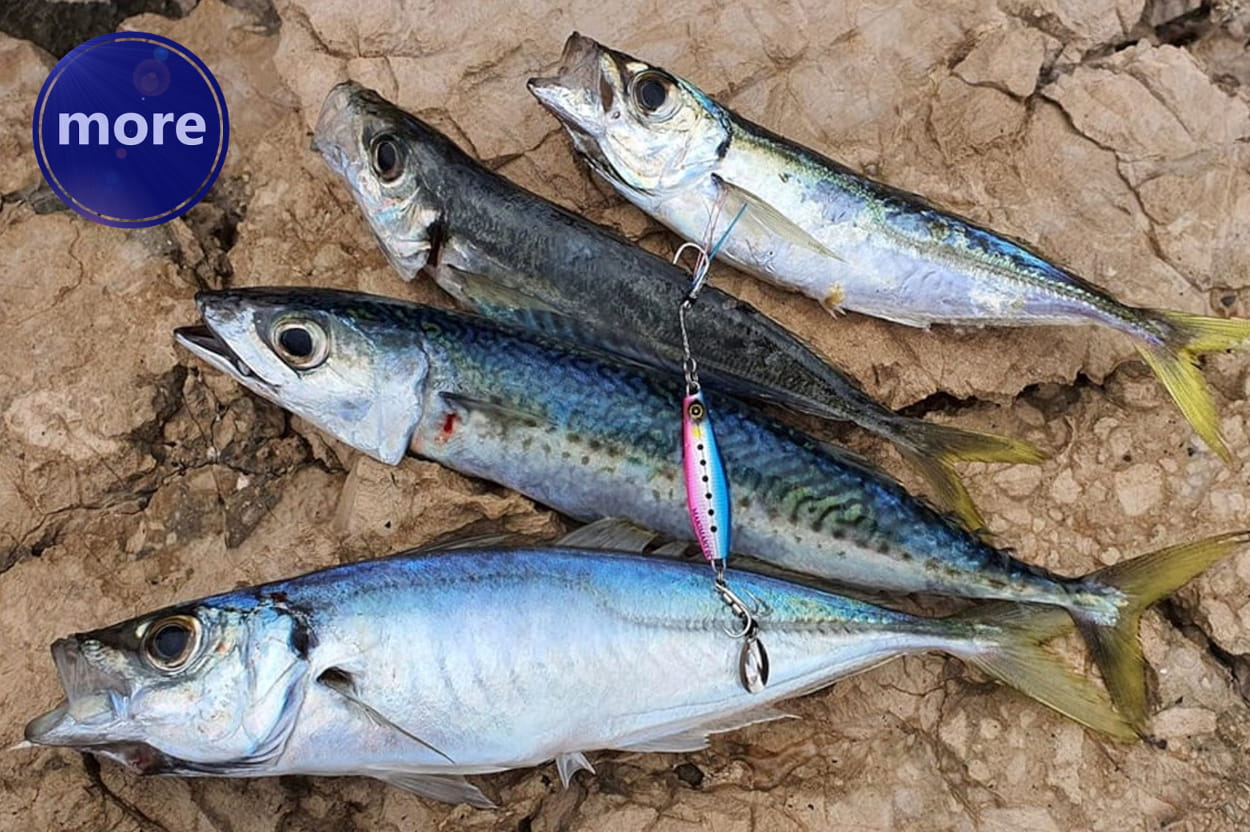 KRILO NA VARALICI - VIŠE RIBA NA UDICI