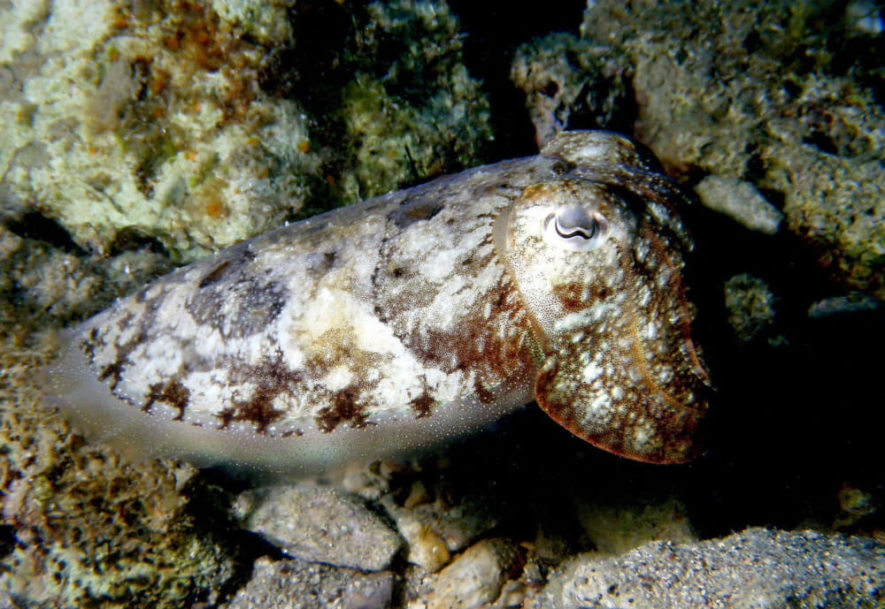 varalice sipolov 210326 2