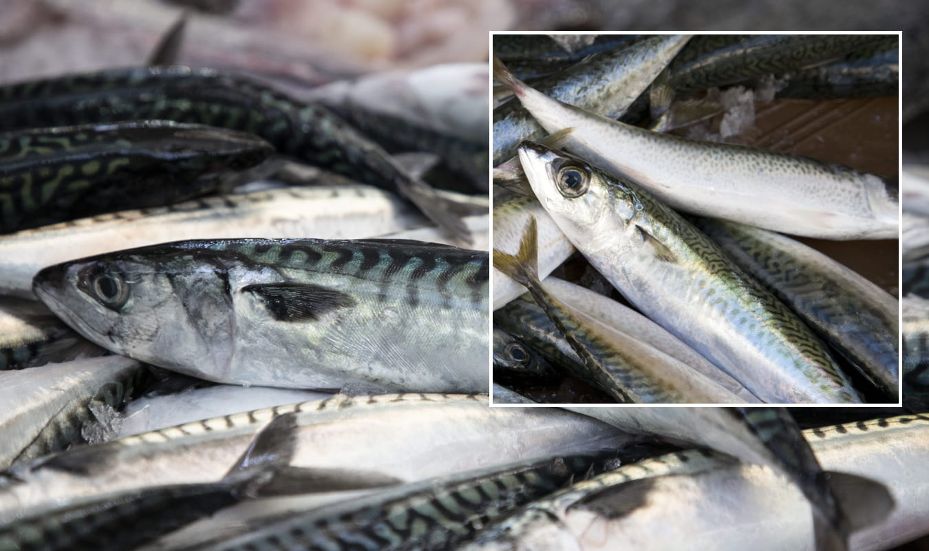 KAKO RAZLIKOVATI VRNUTE I LOKARDE