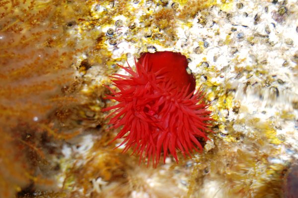 DSC6499 Pomodore di mare Actinia equina