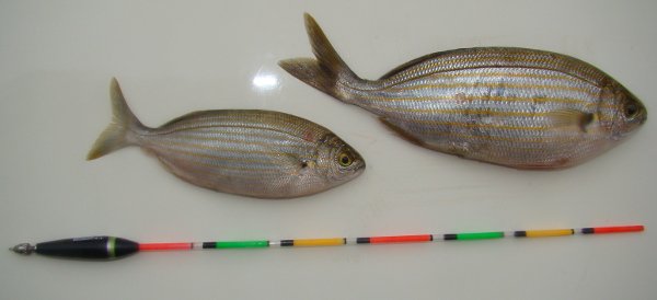 F1382 Salpa