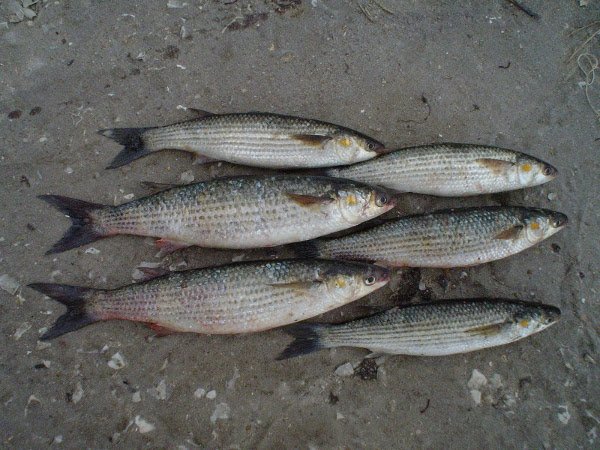 P5251 Cipli zlatari