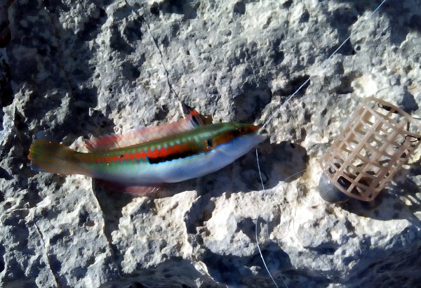 P6011 Knez beach ledgering