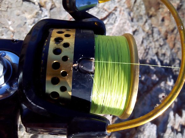 feederrockfishing01022019 tekst