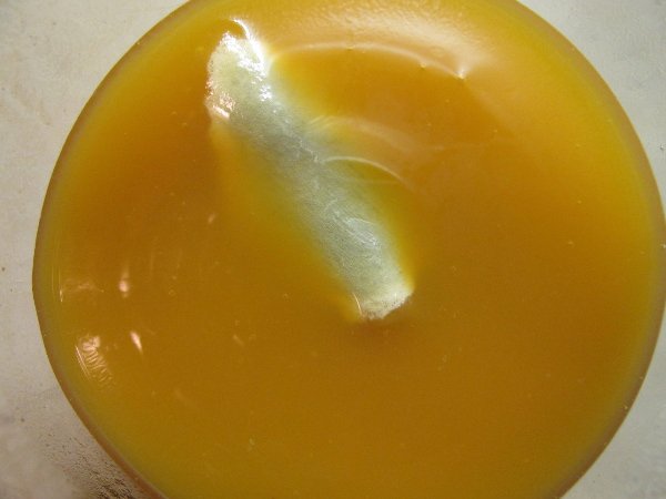 fructalplutajucaplijesan