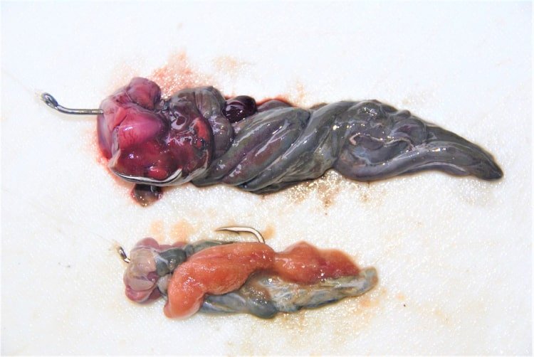 iznutrica mamac 230224 2 min