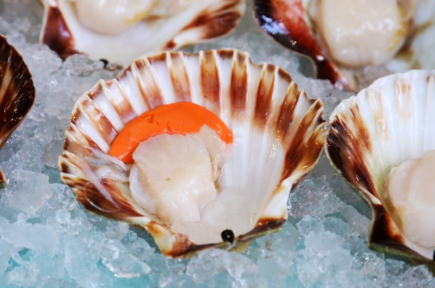 jakobova kapica 210625 1 min