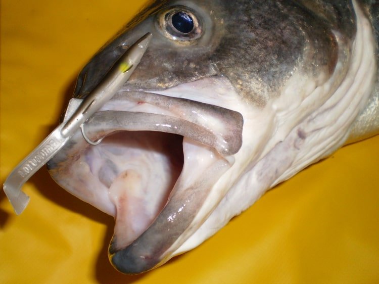 lubin ribolov 080225 2 min