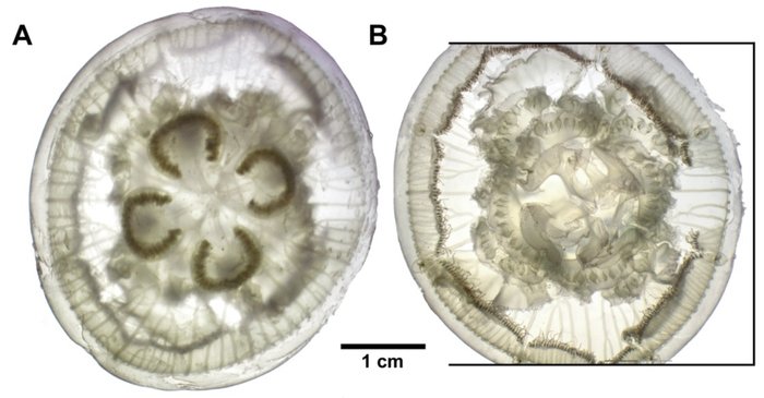 meduza 3 150222