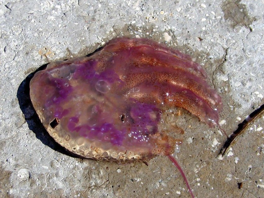 morska mjesecina 260725 min