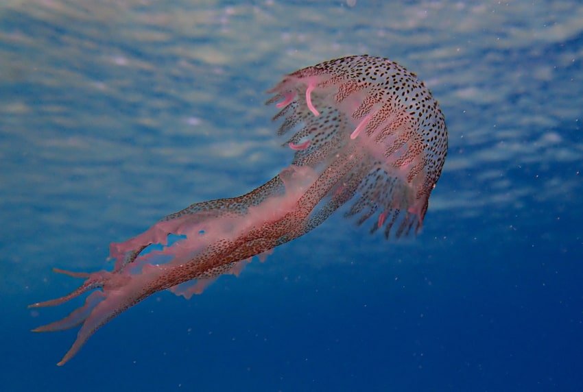 morska mjesecina meduza 170824 1 min