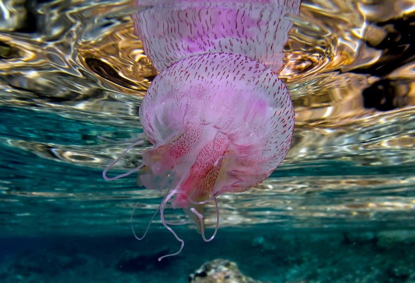 morska mjesecina meduza 170824 2 min