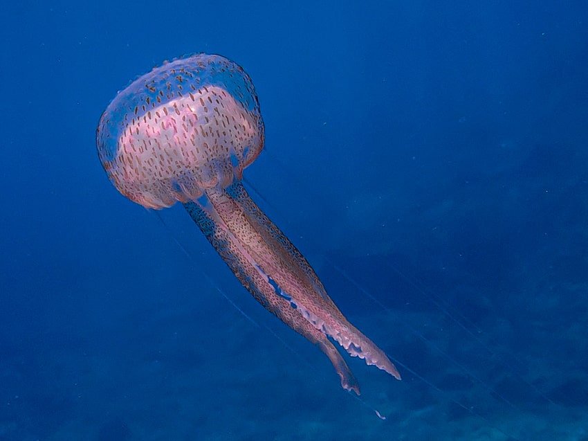 morska mjesecina meduza 170824 5 min