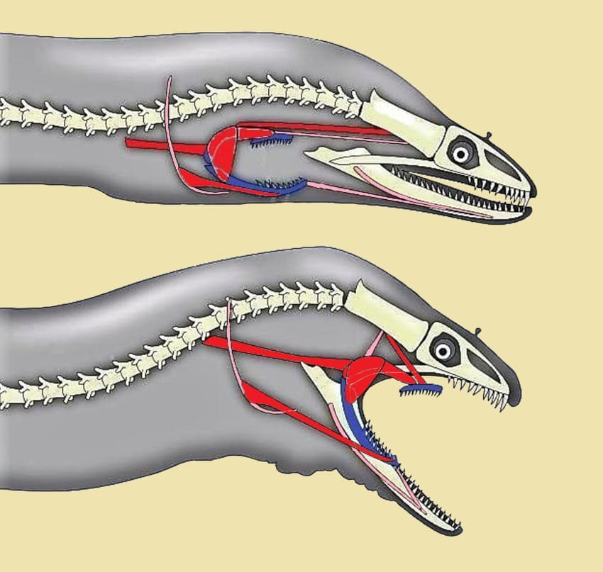 murina celjust 090825