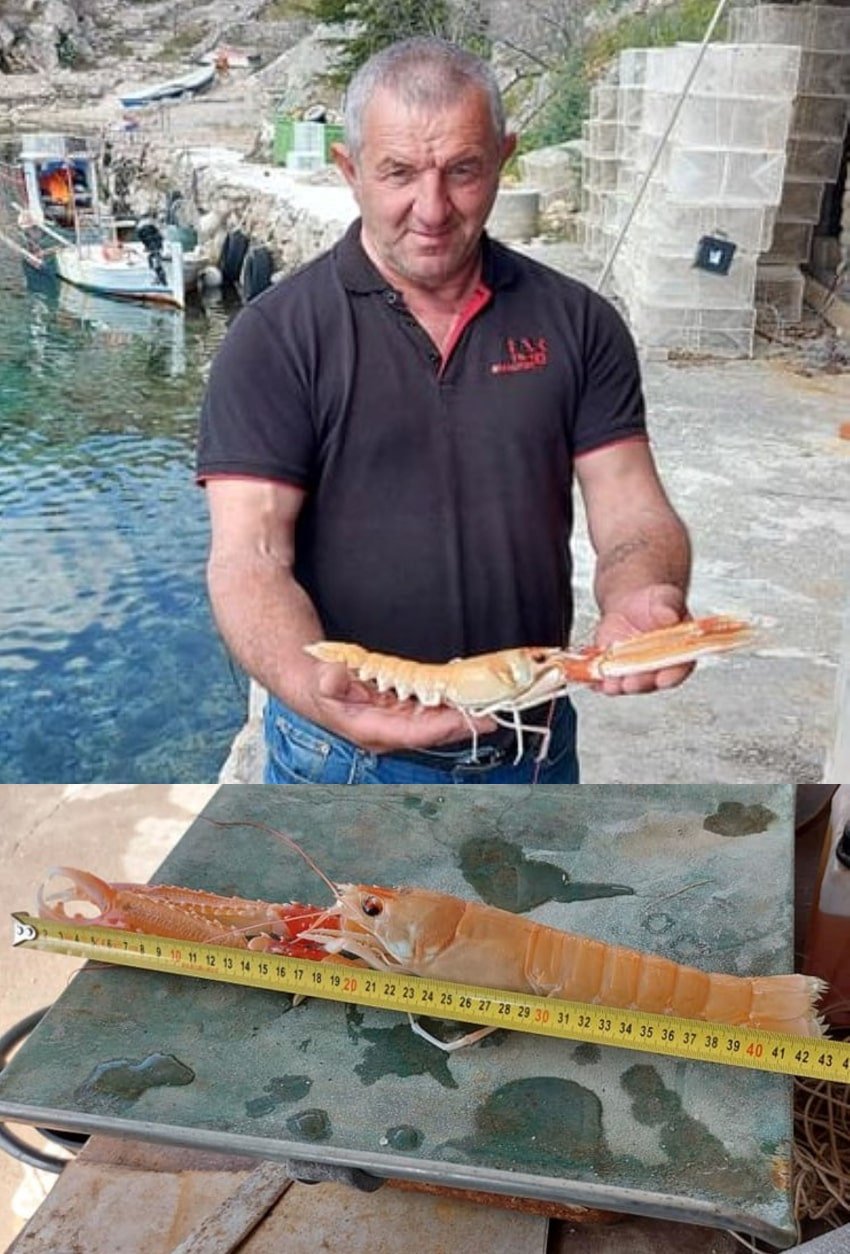 najveci skamp 261025 min