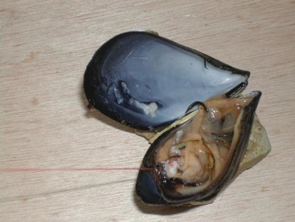 ovratamarsejskinacin0111 2