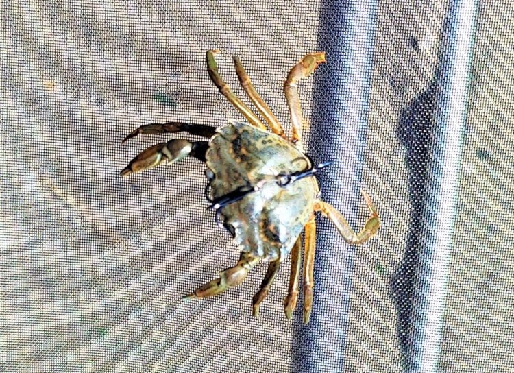 ovrate rakovi 150324 min