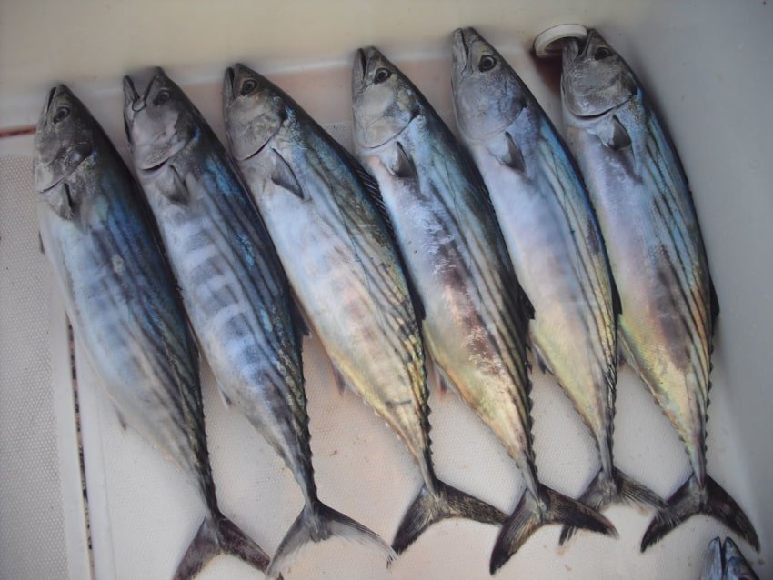 palamida 120425 1 min