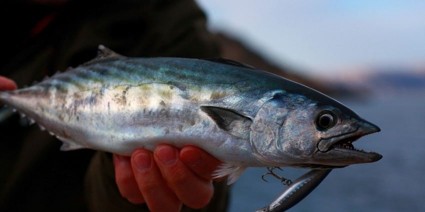 polande 190425 3 min