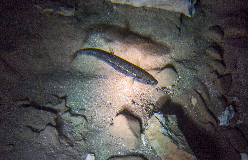 popovska gaovica 271022