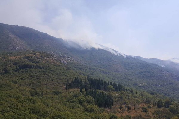 pozarbjeltovina