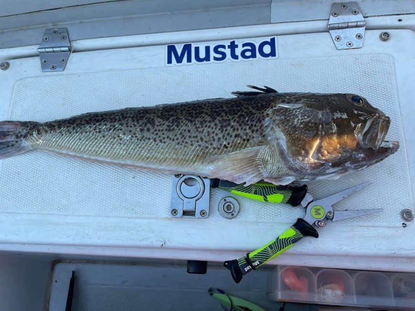 radovac pauk 020922 3