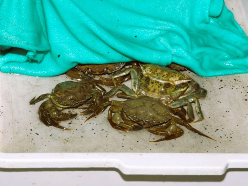 rakvodar 240525 3 min