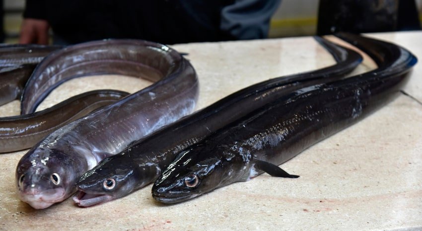 ribarnica riba ponuda 16 150324 JS min