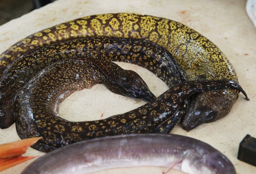 ribarnica split11 020421 DJ min