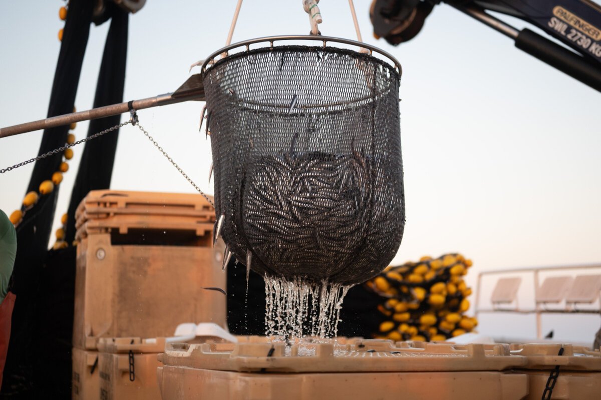 srdele plivarica 191124 1