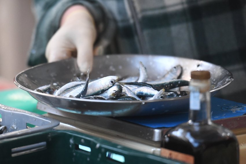 srdele plivarica 191124 3