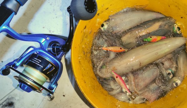 tataki lignje190822 4