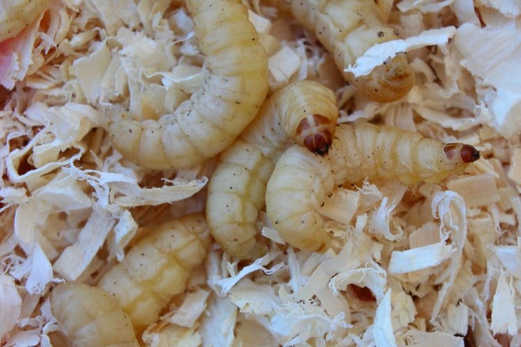 vostanicrvi151223 min