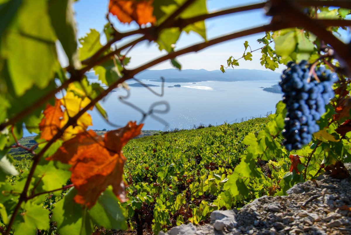 PELJEŠKI VINOGRADARI U STRAHU OD ZLATNE ŽUTICE