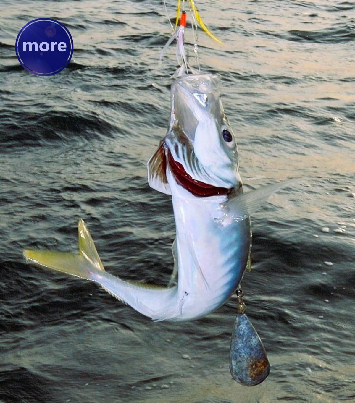 SKOSAVANJEM GRMJELICA MOŽE SE LOVITI I S OBALE